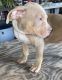 American Bully Puppies for sale in Spartanburg, SC, USA. price: $12,000