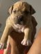 American Bully Puppies for sale in Gulfport, MS, USA. price: $250