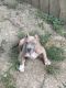 American Bully Puppies for sale in Columbus, OH, USA. price: $1,500