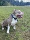 American Bully Puppies for sale in Charlotte, NC, USA. price: $3,000