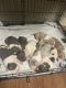 American Bully Puppies for sale in Hamilton, NY 13346, USA. price: $650