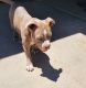 American Bully Puppies for sale in Apple Valley, CA, USA. price: $2,000