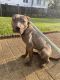 American Bully Puppies for sale in 20706 Washington, Baltimore and Annapolis Trl, Lanham, MD 20706, USA. price: $550