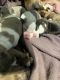 American Bully Puppies for sale in Lititz, PA 17543, USA. price: $500