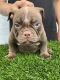 American Bully Puppies for sale in Los Angeles, CA, USA. price: NA