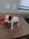 American Bully Puppies for sale in Henderson, NV 89052, USA. price: $350