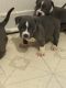 American Bully Puppies for sale in Rochester, NY, USA. price: NA