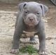 American Bully Puppies for sale in Rockford, IL, USA. price: $600