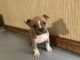 American Bully Puppies for sale in Thibodaux, LA 70301, USA. price: $2,000