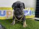 American Bully Puppies for sale in Wood-Ridge, NJ 07075, USA. price: $2,800