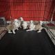 American Bully Puppies for sale in Elgin, IL, USA. price: $900