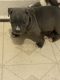 American Bully Puppies for sale in Rochester, NY, USA. price: $400