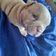 American Bully Puppies for sale in Capitol Heights, MD 20743, USA. price: $8,000