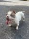 American Bully Puppies for sale in Fort Worth, TX 76107, USA. price: $1,000
