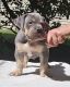 American Bully Puppies for sale in Yorkville, IL, USA. price: $12,000