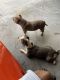 American Bully Puppies for sale in Atlanta, GA, USA. price: NA