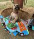 American Bully Puppies for sale in Faison, NC 28341, USA. price: $800