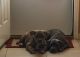 American Bully Puppies for sale in Spanish Fork, UT 84660, USA. price: $1,700
