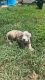 American Bully Puppies for sale in Conyers, GA, USA. price: $1,000