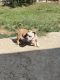 American Bully Puppies for sale in Chaska, MN 55318, USA. price: $1,500