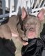 American Bully Puppies for sale in Miami, FL, USA. price: $950