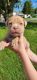 American Bully Puppies for sale in Wapakoneta, OH 45895, USA. price: $1,500