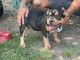 American Bully Puppies for sale in Rock Hill, SC, USA. price: $1,000