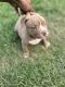 American Bully Puppies for sale in Fort Wayne, IN, USA. price: NA