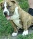 American Bully Puppies for sale in Decatur, IL, USA. price: $500