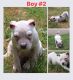 American Bully Puppies for sale in Greenwood, IN, USA. price: $1,100