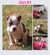 American Bully Puppies for sale in Greenwood, IN, USA. price: $1,200