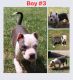 American Bully Puppies for sale in Greenwood, IN, USA. price: $1,100