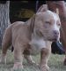 American Bully Puppies for sale in Rochester, MN, USA. price: $3,000