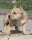 American Bully Puppies for sale in Rochester, MN, USA. price: $3,500