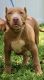 American Bully Puppies for sale in Hollywood Beach, Hollywood, FL 33019, USA. price: $2,000