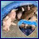 American Bully Puppies for sale in Sacramento, CA, USA. price: $4,500