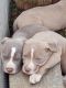 American Bully Puppies for sale in Mechanicsville, MD 20659, USA. price: NA