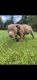 American Bully Puppies for sale in Columbia, NC 27925, USA. price: $500