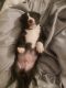 American Bully Puppies for sale in Woodland, CA, USA. price: $50
