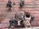 American Bully Puppies for sale in Bastrop, TX 78602, USA. price: NA