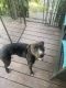 American Bully Puppies for sale in Burns, TN, USA. price: $50