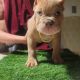 American Bully Puppies for sale in Revere, MA, USA. price: $5,000