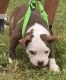 American Bully Puppies for sale in Cape Coral, FL 33914, USA. price: $1,000