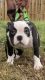 American Bully Puppies for sale in Cape Coral, FL 33914, USA. price: $3,000