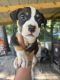 American Bully Puppies for sale in Woodstock, AL, USA. price: $2,500
