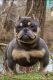 American Bully Puppies for sale in Lititz, PA 17543, USA. price: $2,500