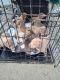 American Bully Puppies for sale in Redding, CA 96001, USA. price: $350