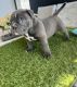 American Bully Puppies for sale in Las Vegas, NV, USA. price: $1,500