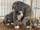 American Bully Puppies for sale in Alexandria, VA, USA. price: $500