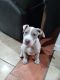 American Bully Puppies for sale in Highland, CA, USA. price: $800